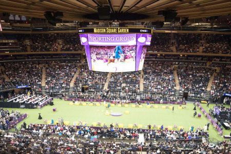 Westminster-Dog-Show_1040x585