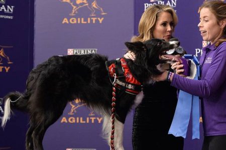 Verb 2019 Masters Agility Championship