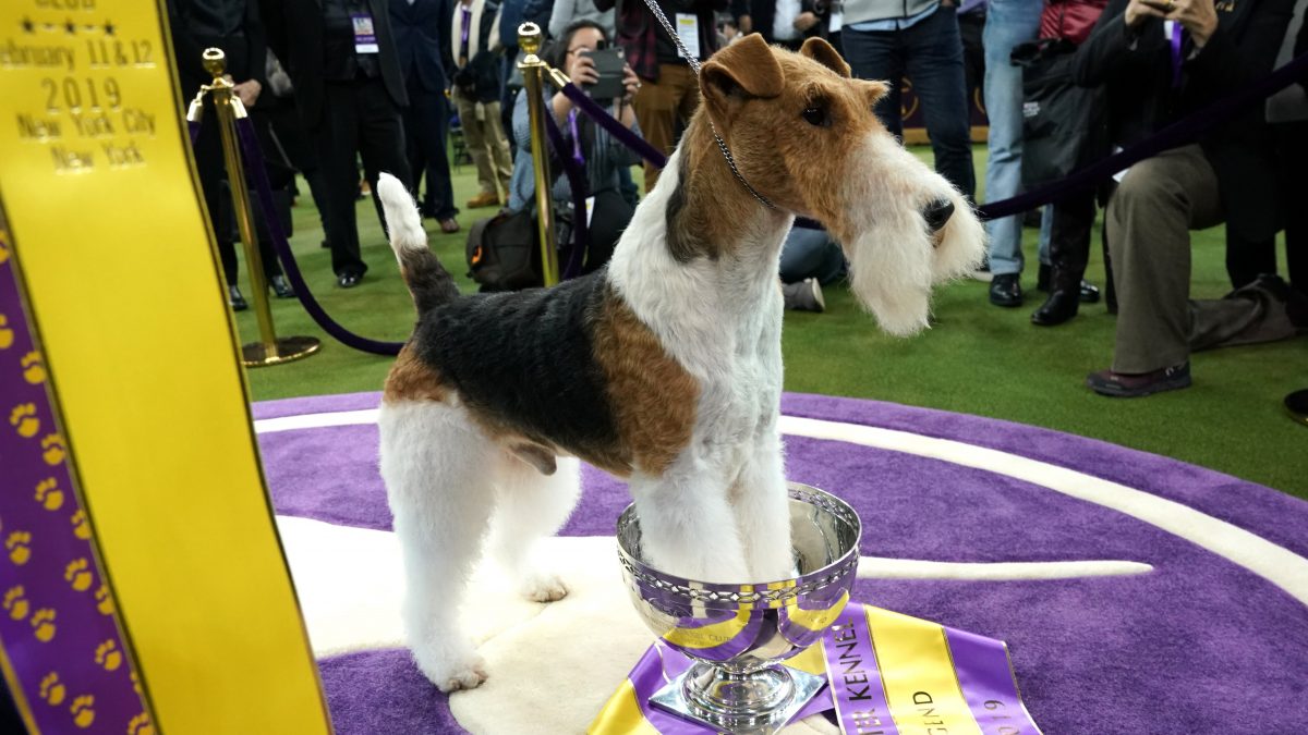 King, the wire hair fox terrier, poses after winning "Best in Show" at the Westminster Kennel Club 143rd Annual Dog Show in Madison Square Garden in New York on February 12, 2019. (Photo by TIMOTHY A. CLARY / AFP) (Photo credit should read TIMOTHY A. CLARY/AFP via Getty Images)