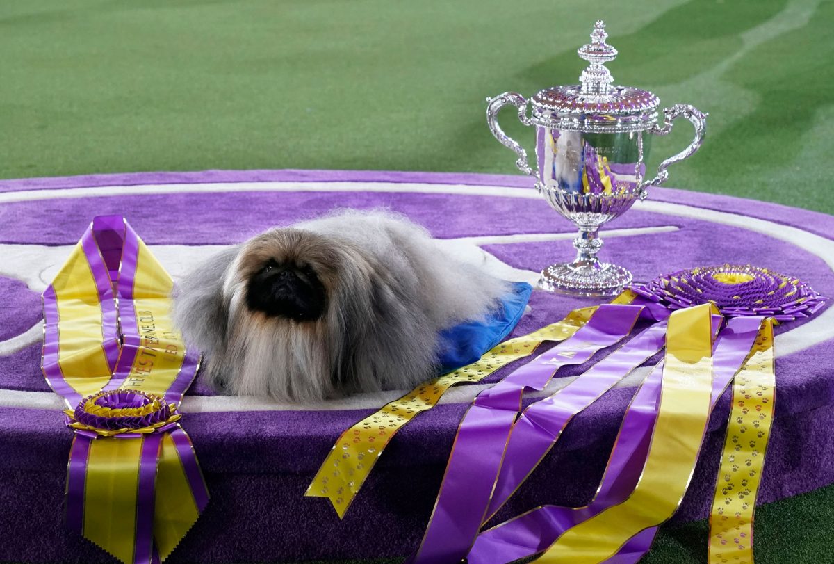 Pekingese dog "Wasabi" is seen with the trophy after winning Best in Show at the 145th Annual Westminster Kennel Club Dog Show June 13, 2021 at the Lyndhurst Estate in Tarrytown, New York. - Spectators are not allowed this year, apart from dog owners and handlers, because of safety protocols due to Covid-19. (Photo by TIMOTHY A. CLARY / AFP) (Photo by TIMOTHY A. CLARY/AFP via Getty Images)
